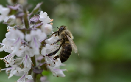 Eine Biene sammelt Pollen/Nektar an einer wei&szlig;/lila Bl&uuml;te