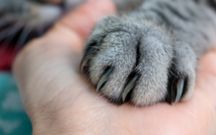In einer Nahaufnahme liegt auf einer Menschhand eine graue Katzenpfote.