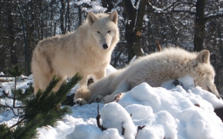 Polarw&ouml;lfe im Schnee im Tierpark Petersberg