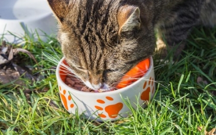 Katze die aus einem Napf isst.