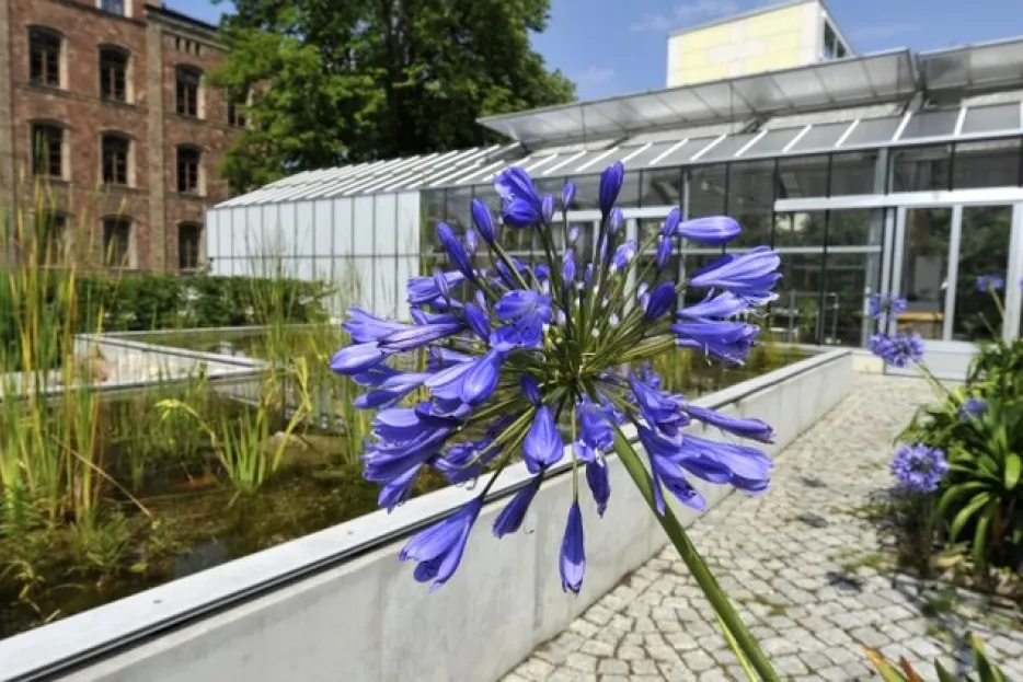 Pflanzgarten in den Franckesche Stiftungen